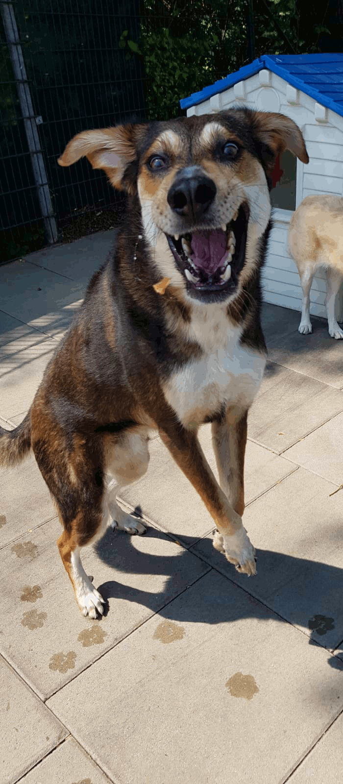 Hund mit Leckerli